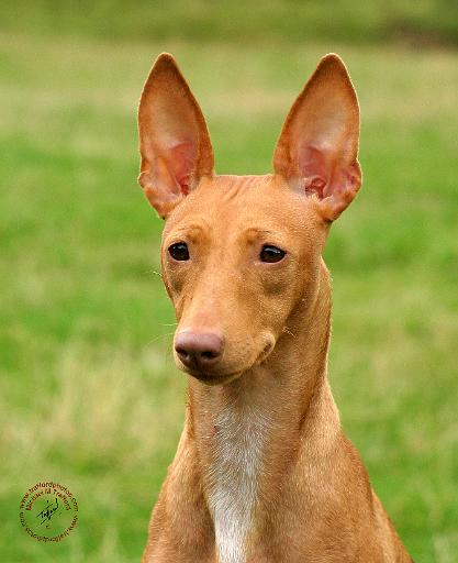 Cirneco dell'Etna 9Y073D-074.JPG